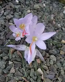 Crocus tournefortii