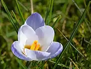 Flower of Crocus vernus