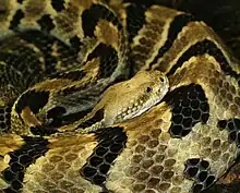 Crotalus horridus, 'eastern timber rattlesnake'