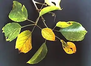 Foliated sprigs