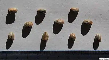 Seeds