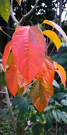 Croton tiglium  – autumn leaves, January 2020, Nan Yao Yuan, Jinghong, Xishuangbanna, Yunnan, SW China