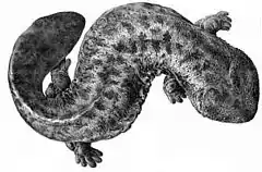 Japanese giant salamander