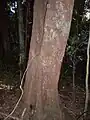 Jackwood growing by the Hacking River, Australia