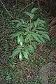 Juvenile jackwood growing at Chatswood West