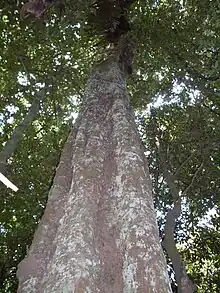 Large jackwood growing by the Hacking River, Australia