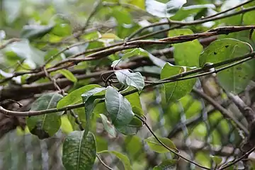 Foliage