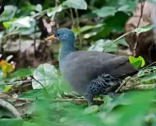 Tataupa tinamou