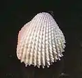 Ctenocardia virgo