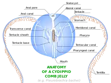 Anatomy of Cydippid Ctenophore