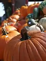 Pumpkin pedicel