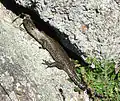 Cunningham's spiny-tailed skink in southern Australian Capital Territory.