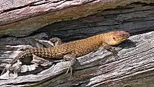 Egernia cunninghami basking on fallen log.