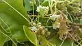 Cuscuta reflexa flowers