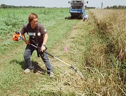 Individual plants are harvested and threshed in a combine.