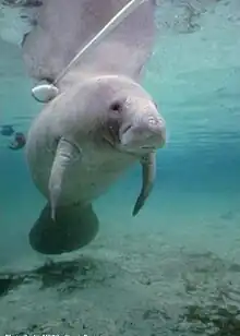 Florida manatee