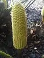 The pollen cone of the Ceratozamia mexicana Kew Gardens