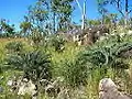 Colony on an outcrop of rhyolite in open dry-tropical savanna in northern Queensland