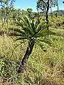 Wild plant in open savanna in north Queensland