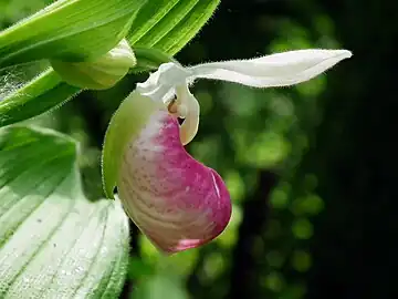 Flower in profile