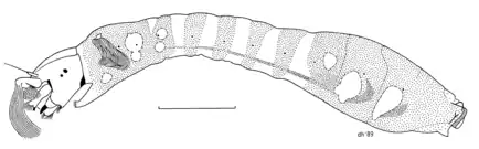 Larva