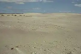 Nesting habitat, Mangawhai