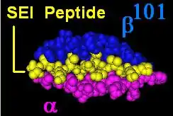 ligand (Staphylococcal enterotoxin 1-C peptide:pkyvkqntlklat) within the binding pocket of DR αβ101