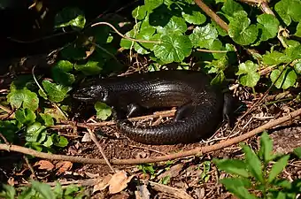 Land mullet, Lamington National Park, Queensland