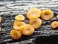 Dacrymyces stillatus