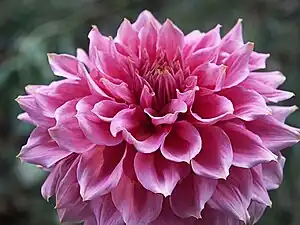 A pink dahlia