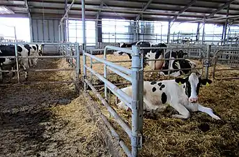 A barn where the cows are kept when they are in calf.