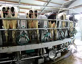 Cows being milked in the rotary milking parlor.