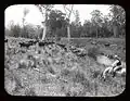 Cattle grazing on the banks of the Gloucester River, 1908. Photo courtesy of the NSW State Records Authority.