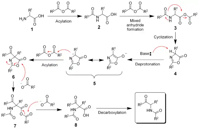 The mechanism of the Dakin-West reaction