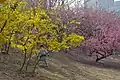 The winter jasmine flowers slowly giving way to cherry blossoms