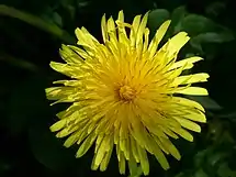 Dandelion in bloom