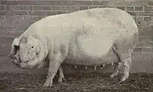 old photograph of a fat pale sow, her ears hanging forward over her face