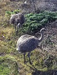 Darwin's rhea