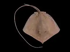 Longnose stingray