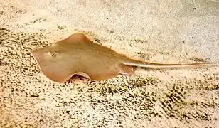 Atlantic stingray