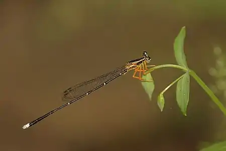 Copera vittata male