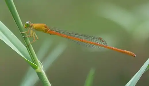 Ceriagrion rubiae male