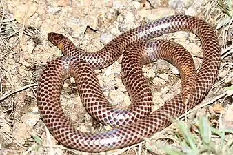 Dorsal view