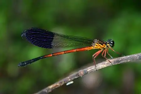 Euphaea cardinalis male