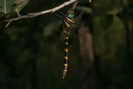 Epophthalmia vittata male