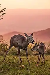 Two red-brown colored deer, one adult female and one young fawn, stand along a grassy area with pink mountains in the background.