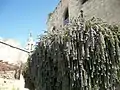 Rosemary in bloom in a street of Deir El-Qamar