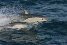 Short-beaked common dolphin