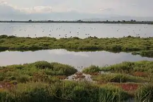 The flood lake of the Galacho de Juslibol during a flooding of the Ebro River