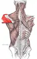 Deltoid muscle